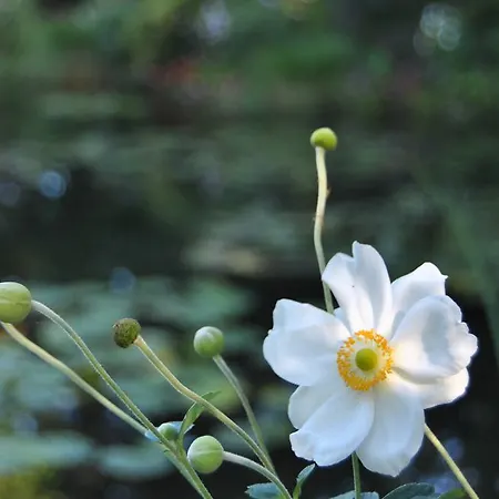Les Quatre Saisons Giverny
